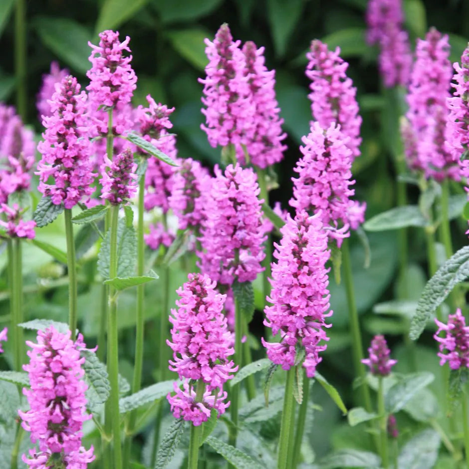 Stachys Flower seeds for Planting Vibrant Colors Heirloom & GMO Free Seeds for Home Garden