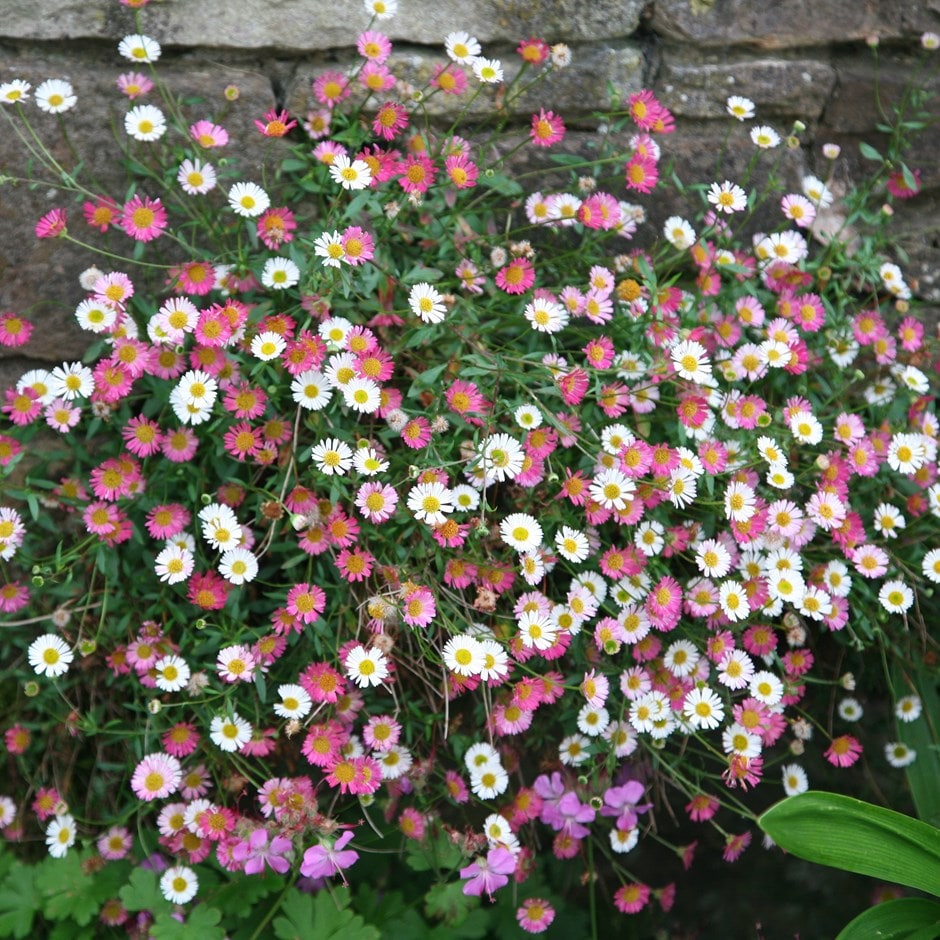 Pink White Karvinskianus Flower seeds for Planting Perfect for Borders, Heirloom & GMO Free Seeds for Home Garden seeds for planting