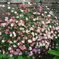 Pink White Karvinskianus Flower seeds for Planting Perfect for Borders, Heirloom & GMO Free Seeds for Home Garden seeds for planting