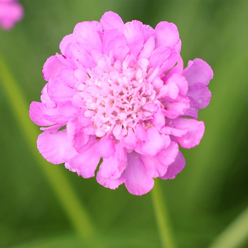 Scabiosa Flower seeds for Planting Perfect for Borders Heirloom & GMO Free Seeds for Home Garden