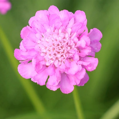 Scabiosa Flower seeds for Planting Perfect for Borders Heirloom & GMO Free Seeds for Home Garden