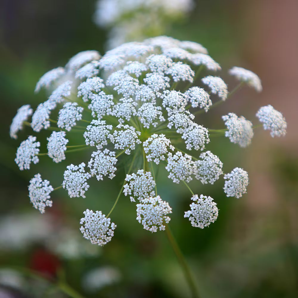 Bishop's Flower seeds for Planting Long Bloom Season Heirloom & GMO Free Seeds for Home Garden