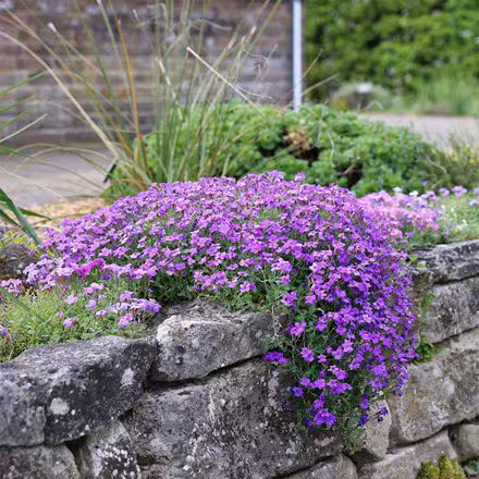 Premium Blue Aubrieta Flower seeds for Planting Wildflower Mix, Heirloom & GMO Free Seeds for Home Garden seeds