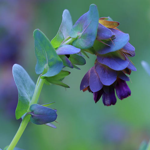 Premium Blue Honeywort Flower seeds for Planting Long Bloom Season, Heirloom & GMO Free Seeds for Home Garden seeds