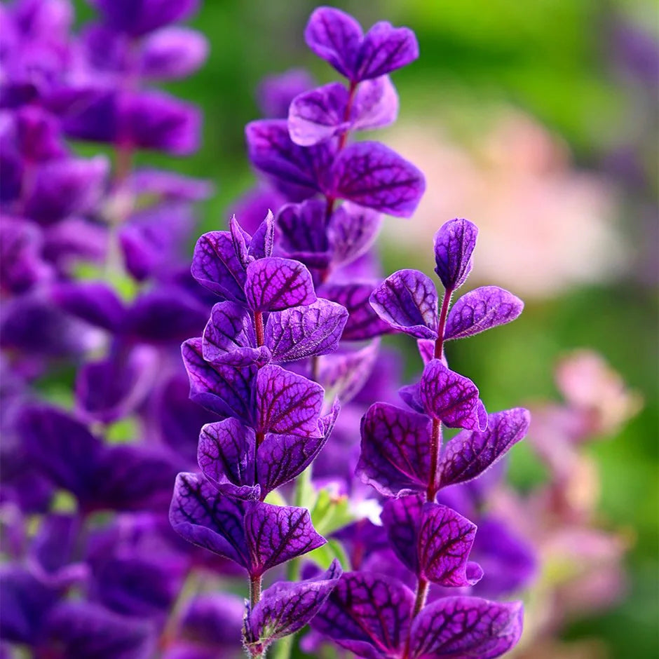 Sage Flower seeds for Planting Easy to Grow Heirloom & GMO Free Seeds for Home Garden