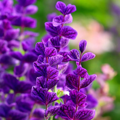 Sage Flower seeds for Planting Easy to Grow Heirloom & GMO Free Seeds for Home Garden