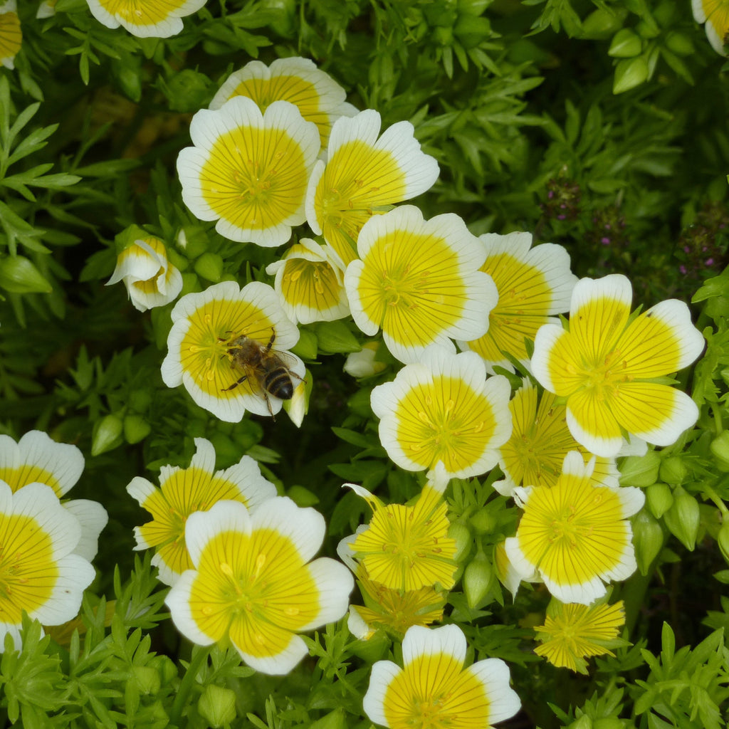 White Yellow Limnanthes Douglasii Flower seeds for Planting Seasonal Bloomer, Heirloom & GMO Free Seeds for Home Garden vegetable and garden seeds