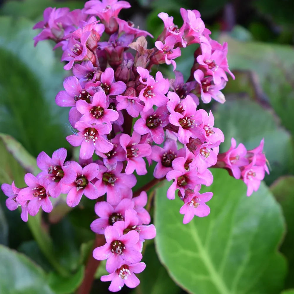 Cordifolia Flower seeds for Planting Pollinator Friendly, Heirloom & GMO Free Seeds for Home Garden vegetable and garden seeds
