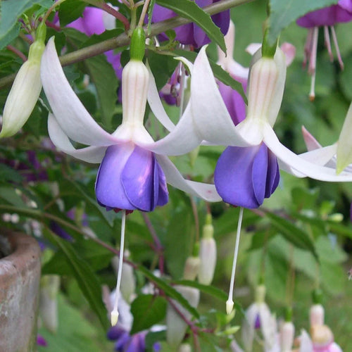 Premium Blue Fuchsia Flower seeds for Planting Vibrant Colors, Heirloom & GMO Free Seeds for Home Garden seeds