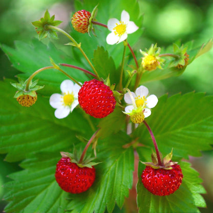 Rügen Strawberry Everbearing Alpine (Fragaria vesca) Red Berry Fruit, White Flower Seeds