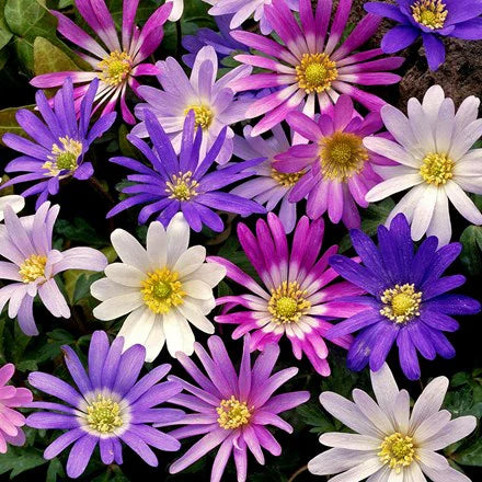 Premium Anemone Blanda Flower seeds for Planting Fragrant Blossoms, Heirloom & GMO Free Seeds for Home Garden seeds