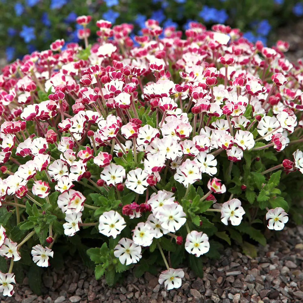 White Pink Zaluzianskya Flower Seeds Flower seeds for Planting Vibrant Colors, Heirloom & GMO Free Seeds for Home Garden vegetable and garden seeds