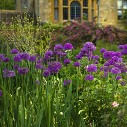 Purple Crown Imperial Flower seeds for Planting Cottage Garden Essential Heirloom & GMO Free Seeds for Home Garden