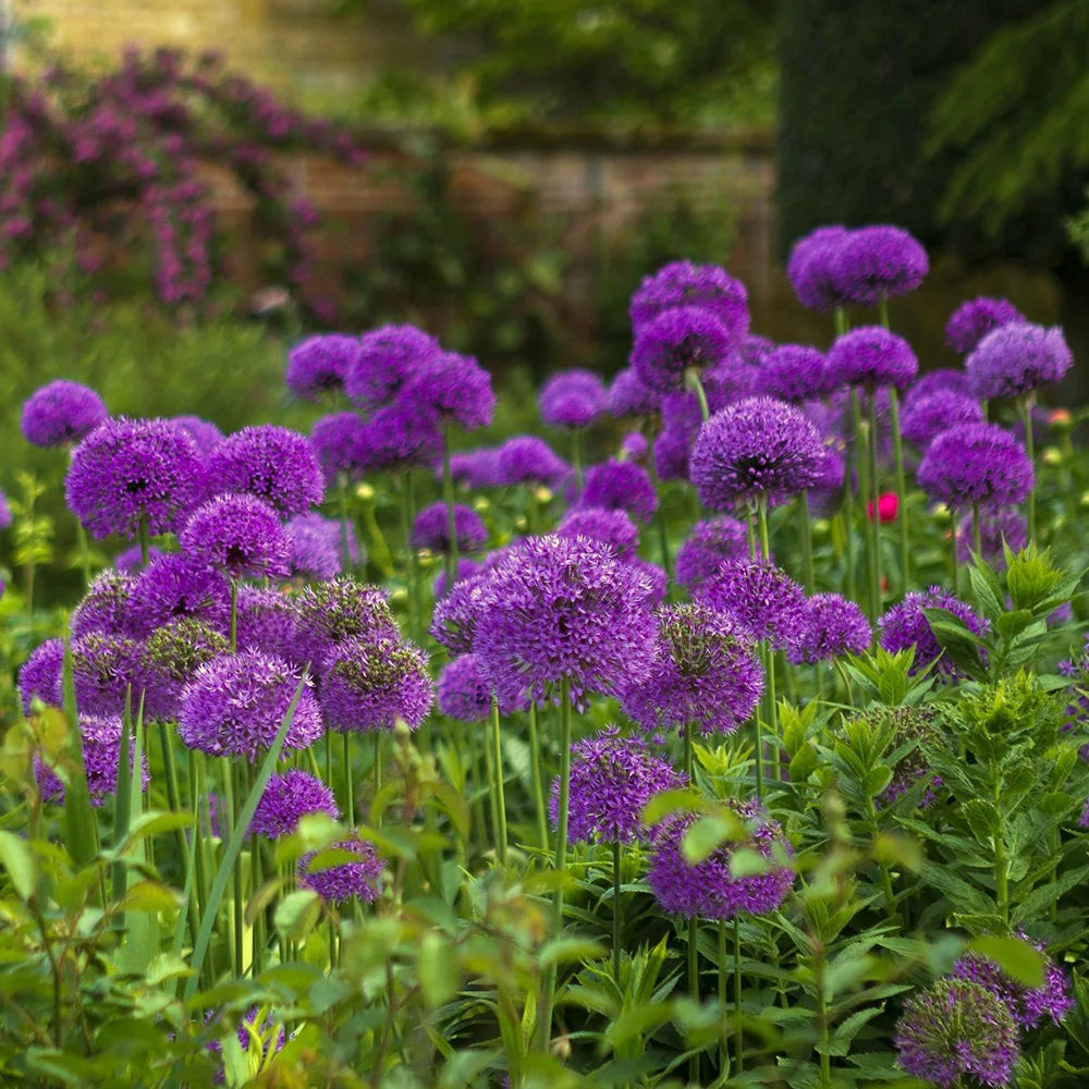 Purple Crown Imperial Flower seeds for Planting Cottage Garden Essential Heirloom & GMO Free Seeds for Home Garden