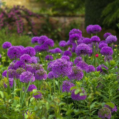 Purple Crown Imperial Flower seeds for Planting Cottage Garden Essential Heirloom & GMO Free Seeds for Home Garden