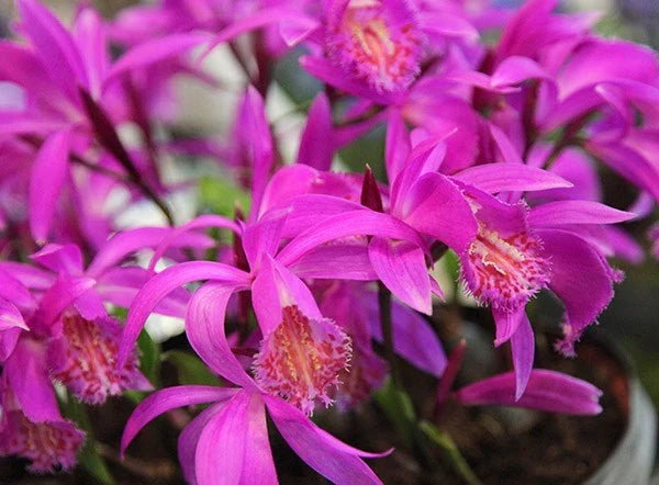 Tongariro Hardy Flower seeds for Planting Perfect for Borders, Heirloom & GMO Free Seeds for Home Garden vegetable and garden seeds