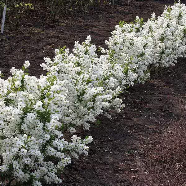 Premium White Racemosa Flower seeds for Planting Premium Quality, Heirloom & GMO Free Seeds for Home Garden seeds