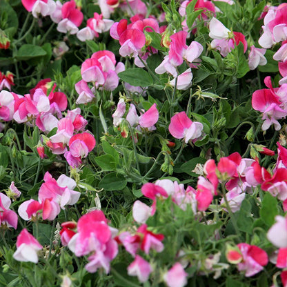 Sweet Pea Cupid Flower seeds for Planting Easy to Grow Heirloom & GMO Free Seeds for Home Garden