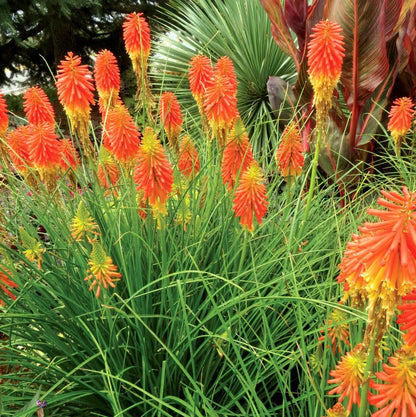 Heirloom Kniphofia Flower seeds for Planting Pollinator Friendly Heirloom & GMO Free Seeds for Home Garden
