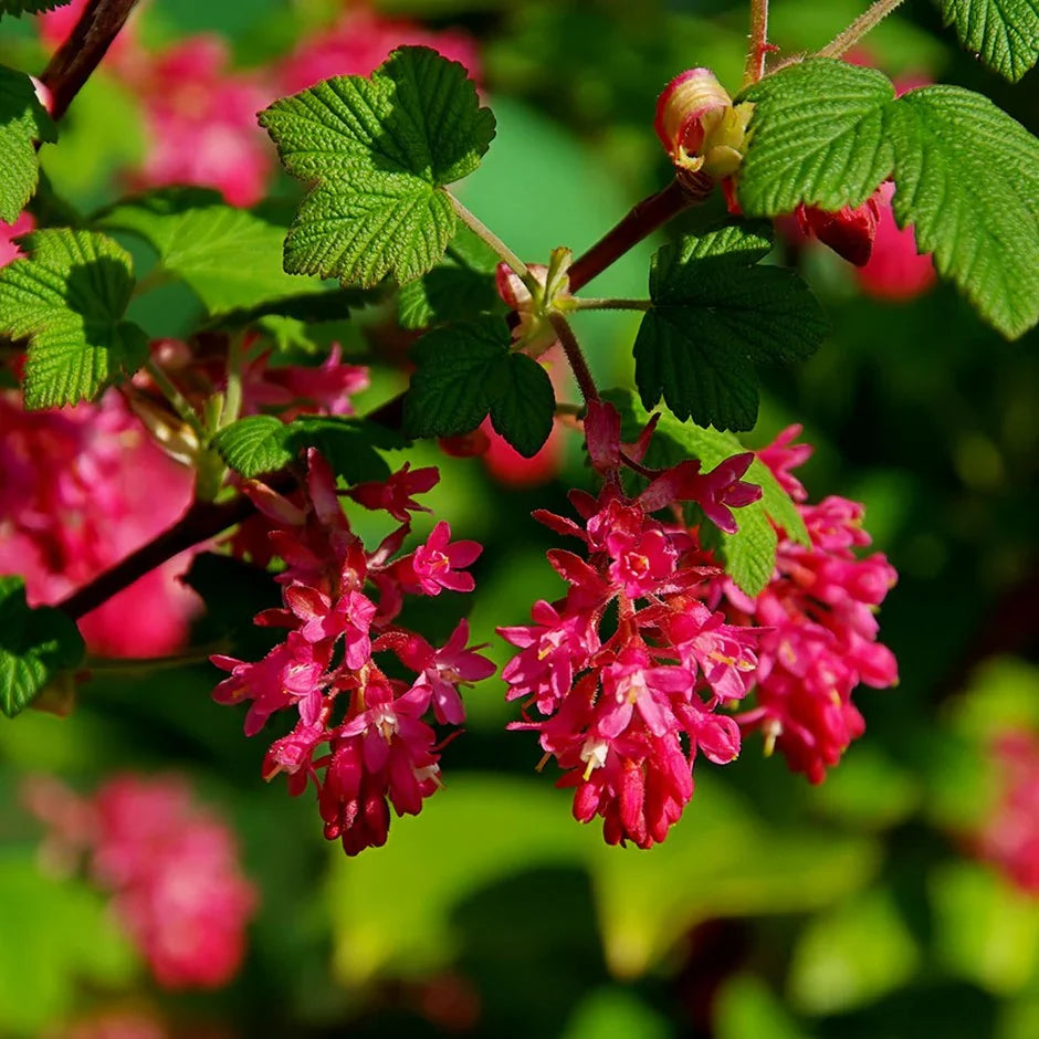 Pink Ribes Sanguineum Flower seeds for Planting Perfect for Borders, Heirloom & GMO Free Seeds for Home Garden vegetable and garden seeds