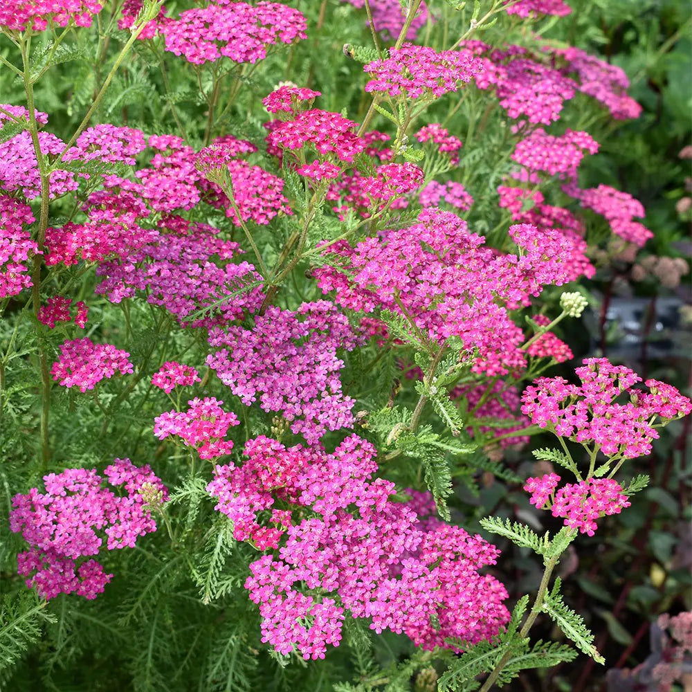 Red Yarrow Flower seeds for Planting Cottage Garden Essential, Heirloom & GMO Free Seeds for Home Garden vegetable and garden seeds