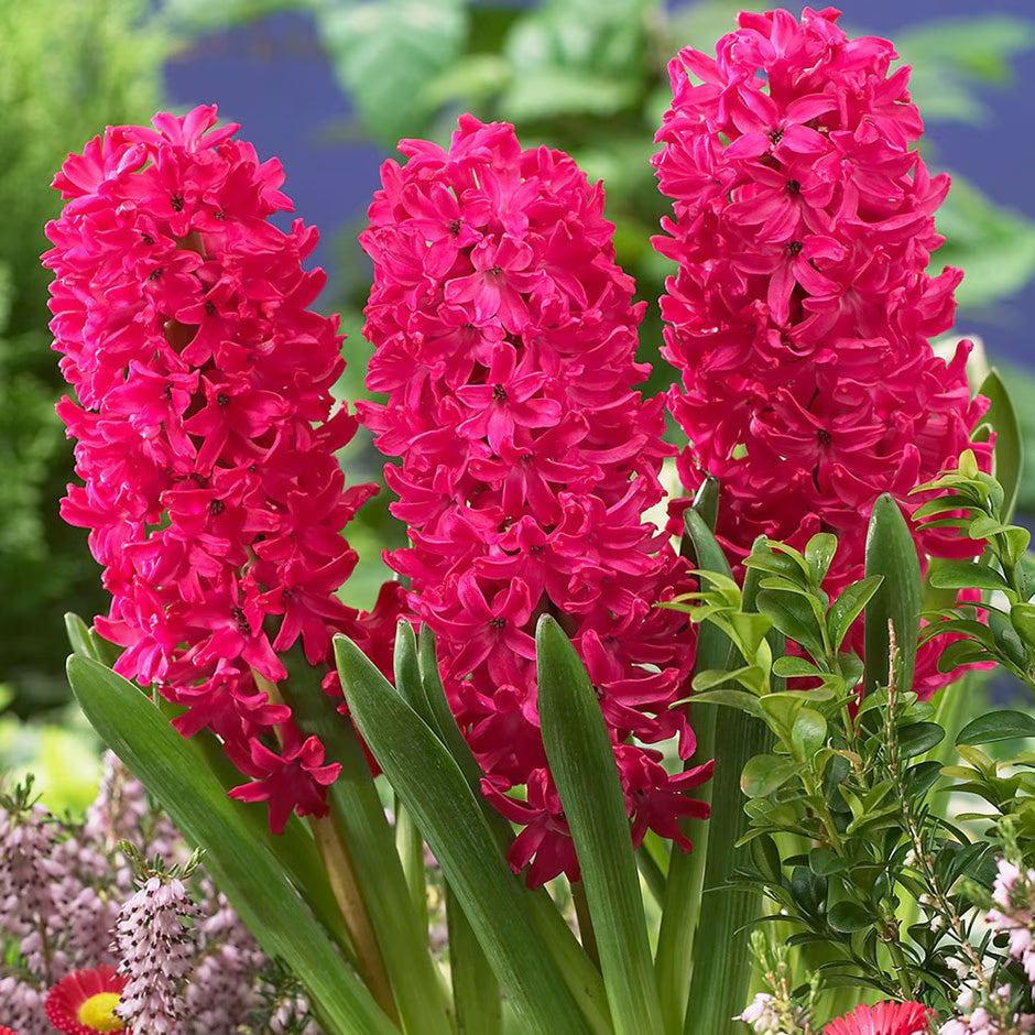 Red Hyacinth Flower seeds for Planting Sun Loving, Heirloom & GMO Free Seeds for Home Garden vegetable and garden seeds