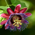 Red Passiflora Alata Flower seeds for Planting Premium Quality, Heirloom & GMO Free Seeds for Home Garden seeds for planting