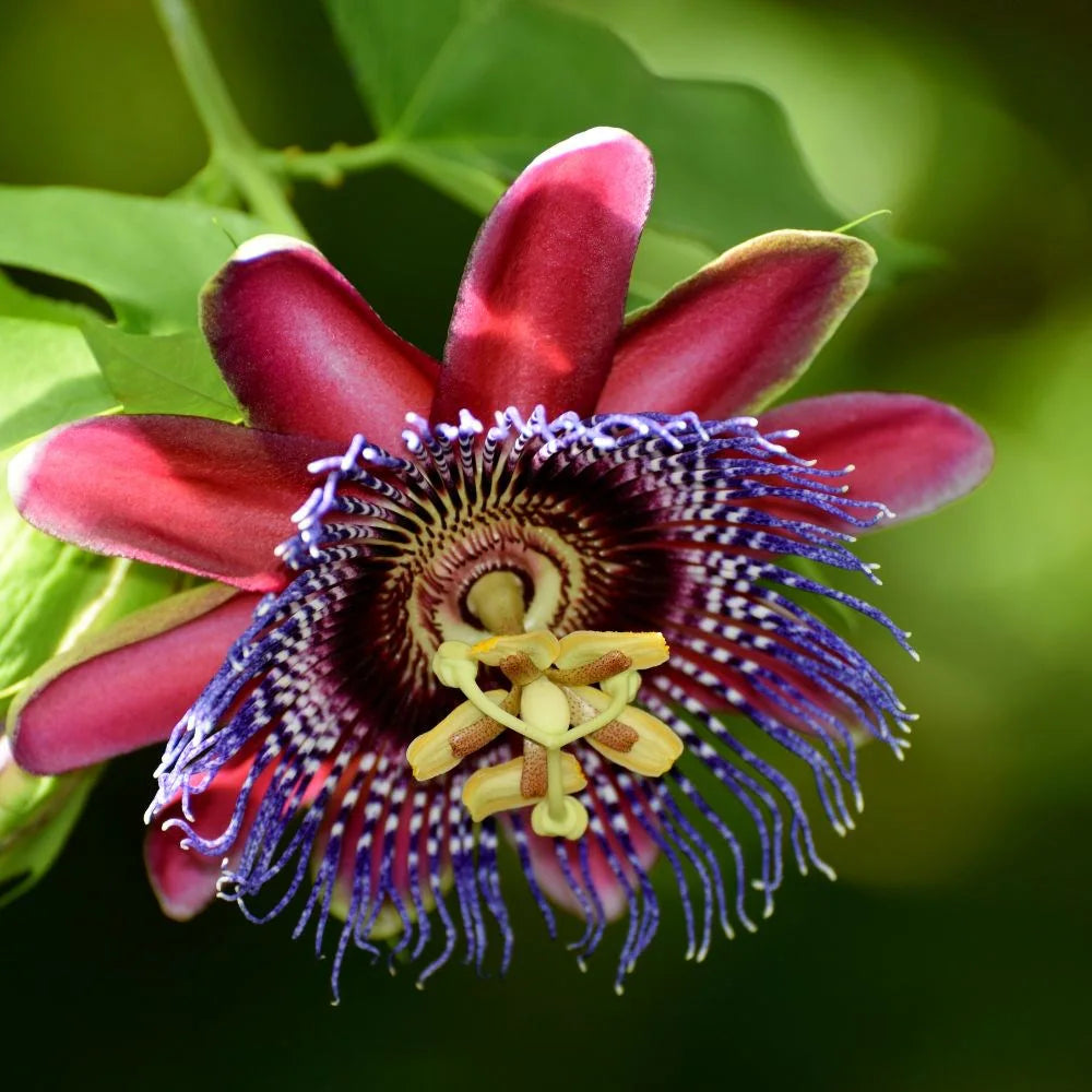 Red Passiflora Alata Flower seeds for Planting Premium Quality, Heirloom & GMO Free Seeds for Home Garden seeds for planting
