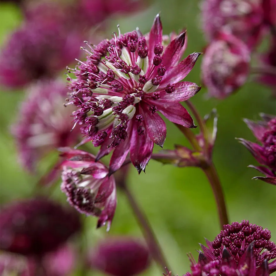 Premium Maroon Astrantia Flower Seeds for Planting Premium Heirloom, Non GMO, High Germination Organic Garden Seeds seeds