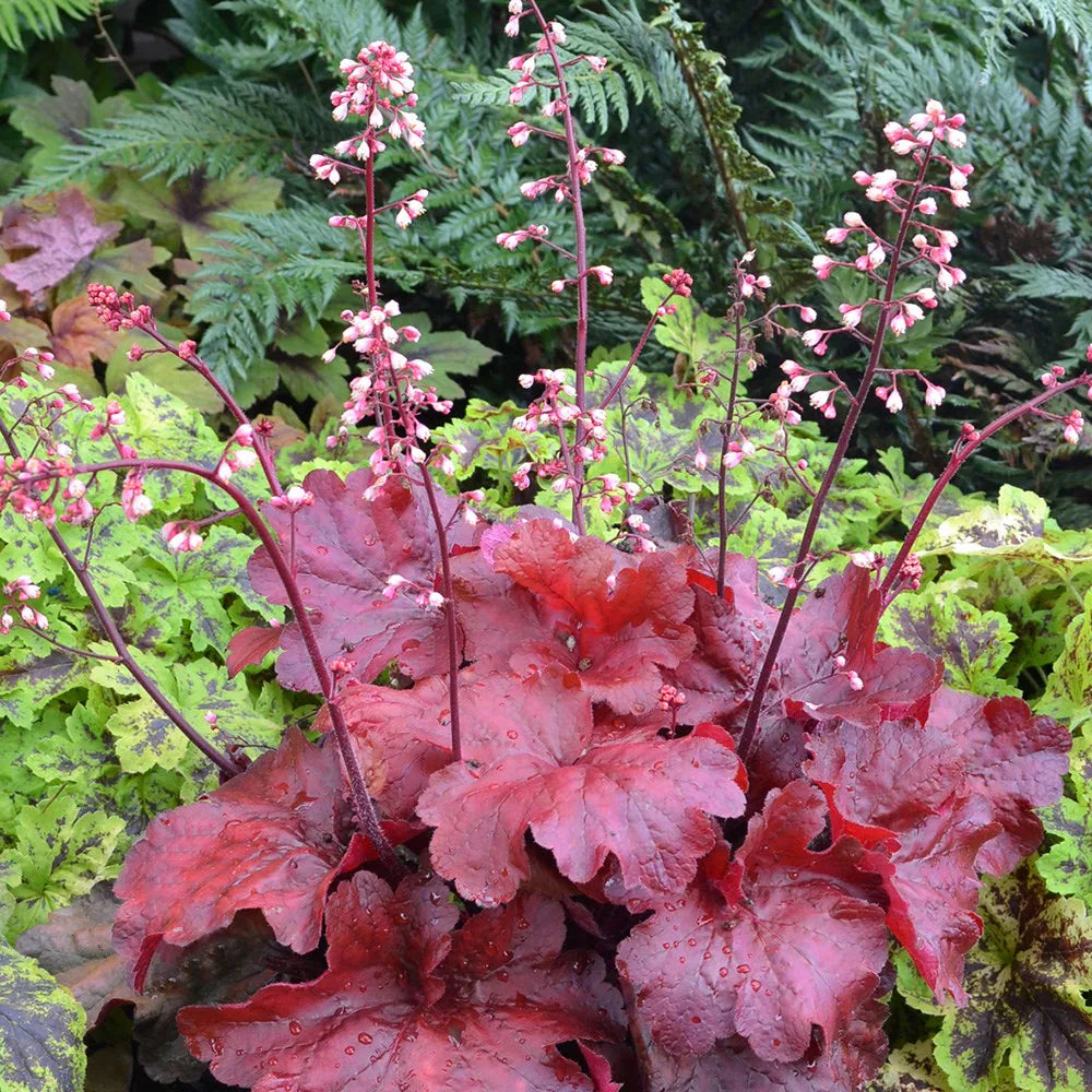 Baby Pink Heuchera Flower seeds for Planting Fragrant Blossoms Heirloom & GMO Free Seeds for Home Garden 
 
 Sale
