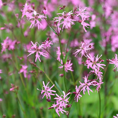 Heirloom Lychnis FlosCuculi Flower seeds for Planting Garden Favorite Heirloom & GMO Free Seeds for Home Garden