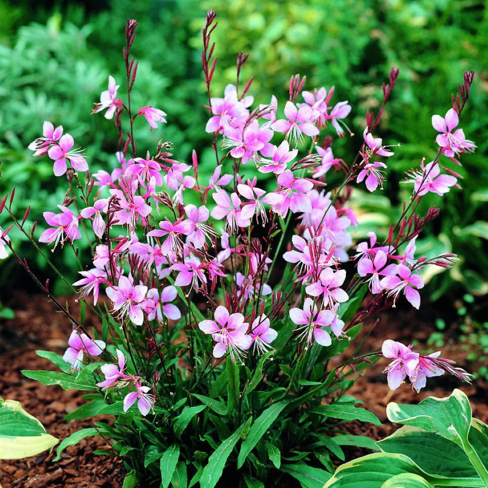 High quality Pink Gaura Flower seeds for Planting Cottage Garden Essential, Heirloom & GMO Free Seeds for Home Garden seeds pack