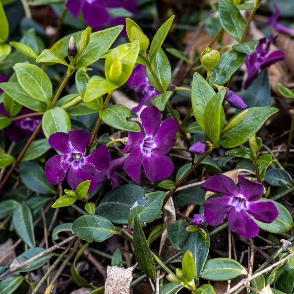Purple Vinca Periwinkle Flower seeds for Planting Premium Quality, Heirloom & GMO Free Seeds for Home Garden seeds for planting