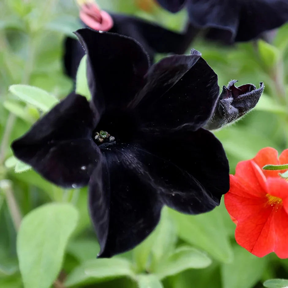 Premium Black Velvet Flower seeds for Planting Vibrant Colors, Heirloom & GMO Free Seeds for Home Garden seeds