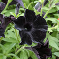 Black Cat Petunia Seeds Flower seeds for Planting Sun Loving, Heirloom & GMO Free Seeds for Home Garden seeds for planting