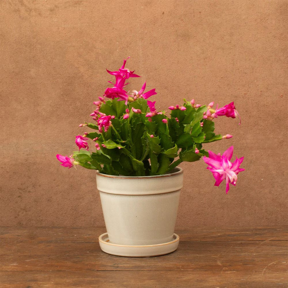 High quality Violet Schlumbergera Flower seeds for Planting Garden Favorite, Heirloom & GMO Free Seeds for Home Garden seeds pack