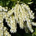 Pieris Japonica Flower seeds for Planting Shade Tolerant, Heirloom & GMO Free Seeds for Home Garden seeds for planting