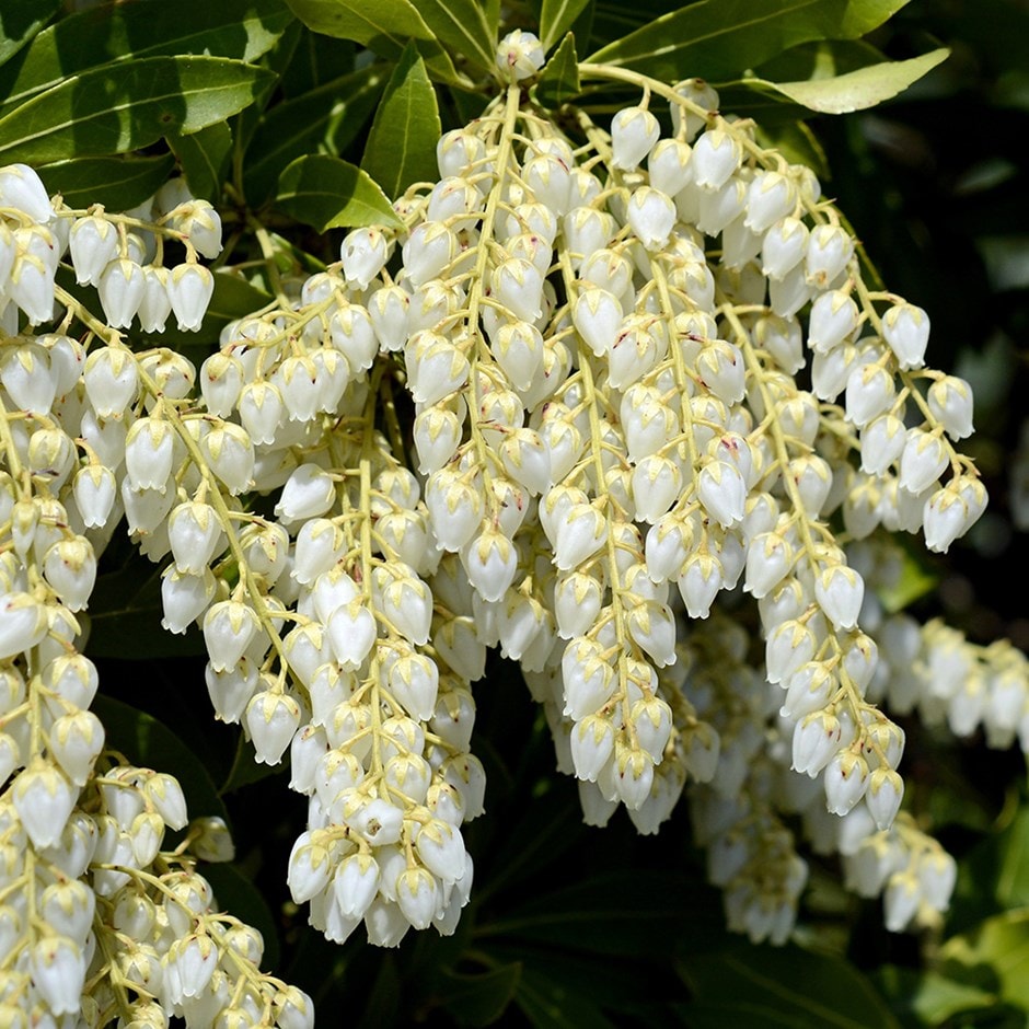 Pieris Japonica Flower seeds for Planting Shade Tolerant, Heirloom & GMO Free Seeds for Home Garden seeds for planting