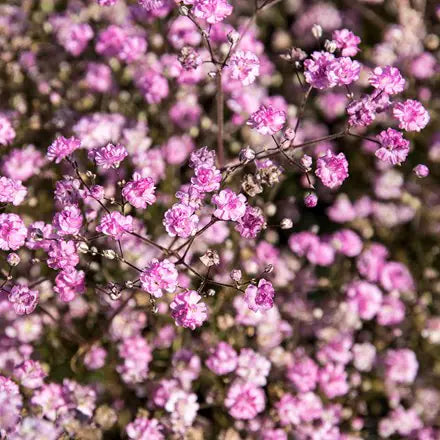High quality Pink Gypsophila Flower seeds for Planting Premium Quality, Heirloom & GMO Free Seeds for Home Garden seeds pack