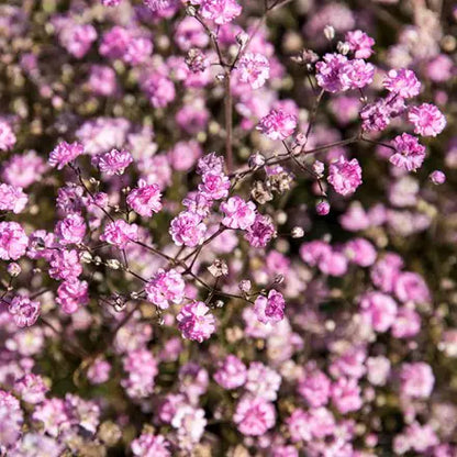 High quality Pink Gypsophila Flower seeds for Planting Premium Quality, Heirloom & GMO Free Seeds for Home Garden seeds pack