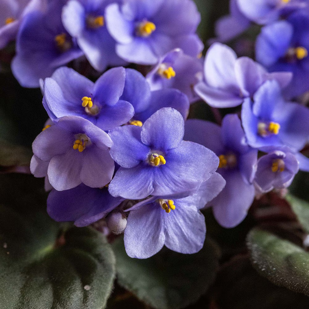 Sky Blue Saintpaulia Flower seeds for Planting Easy to Grow, Heirloom & GMO Free Seeds for Home Garden seeds for planting