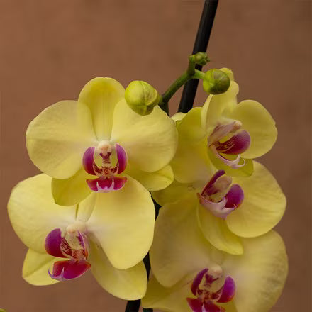 Yellow Phalaenopsis Orchid Flower seeds for Planting Easy to Grow, Heirloom & GMO Free Seeds for Home Garden vegetable and garden seeds