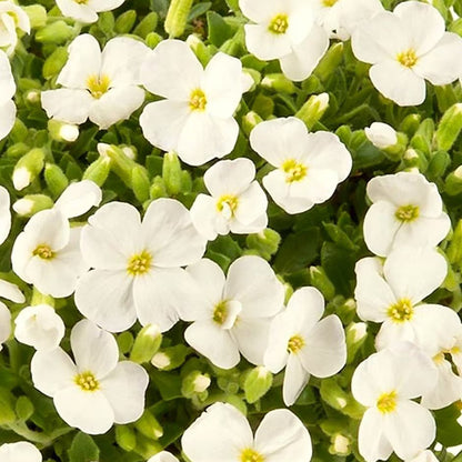 White Aubrieta Rock Cascade Flower Seeds for Planting, Heirloom Non-GMO Organic Garden Seeds