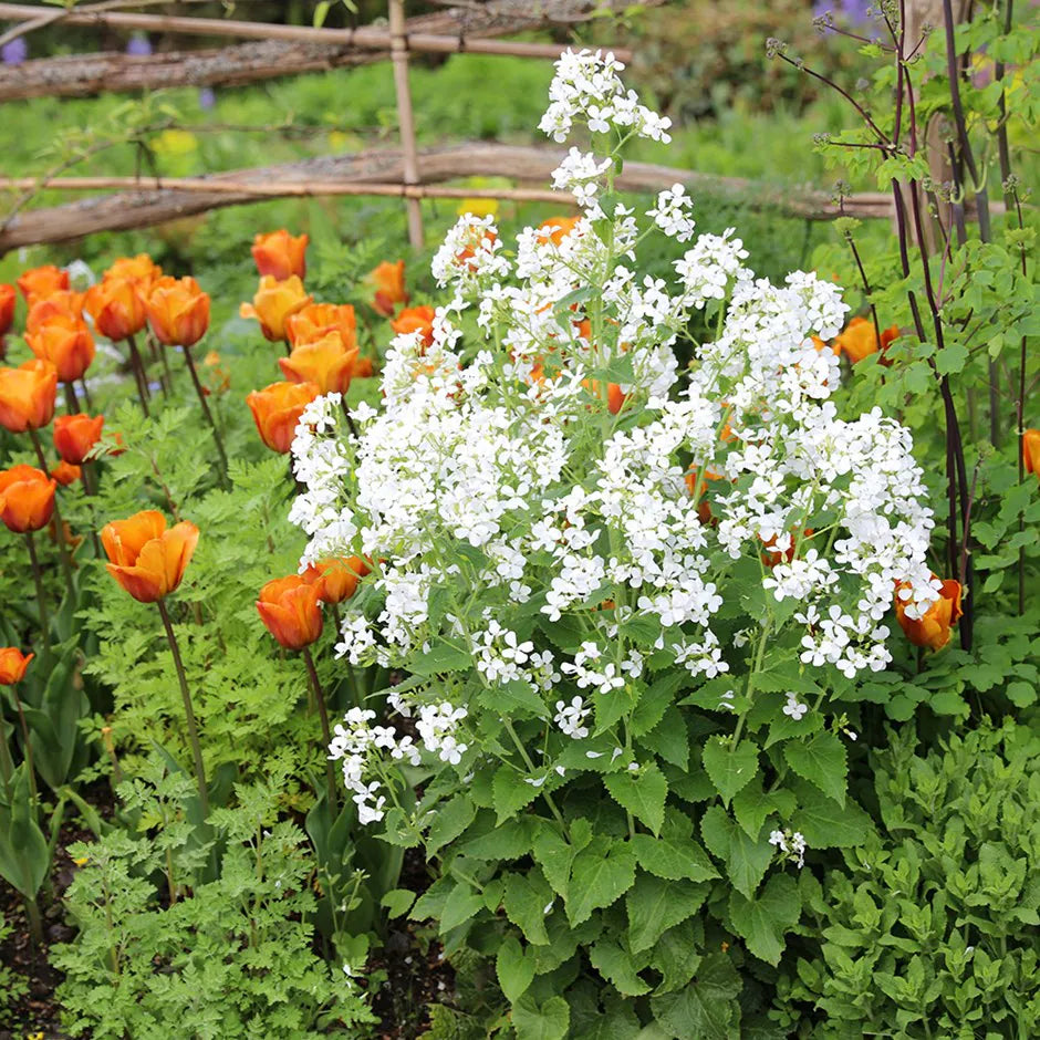 White Lunaria Rediviva Flower seeds for Planting Premium Quality, Heirloom & GMO Free Seeds for Home Garden vegetable and garden seeds