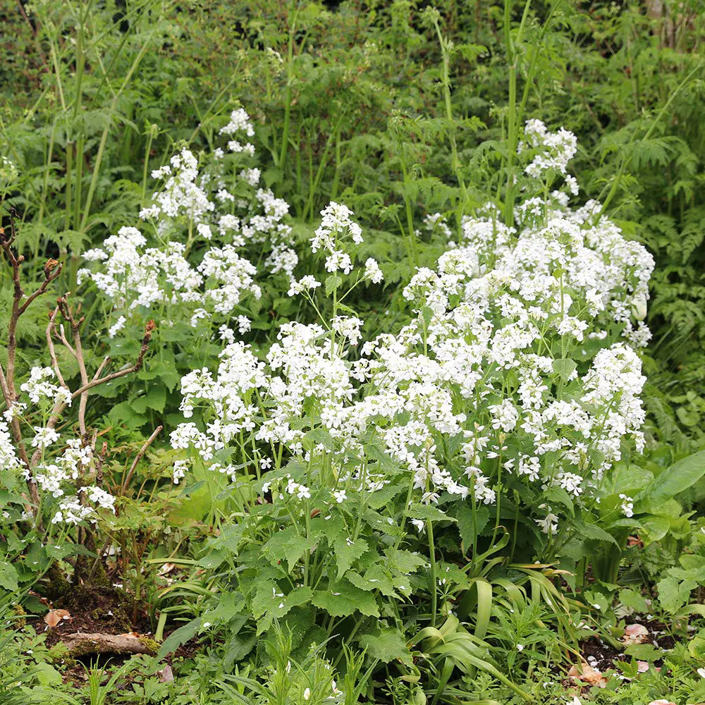 Premium White Lunaria Rediviva Flower seeds for Planting Premium Quality, Heirloom & GMO Free Seeds for Home Garden seeds