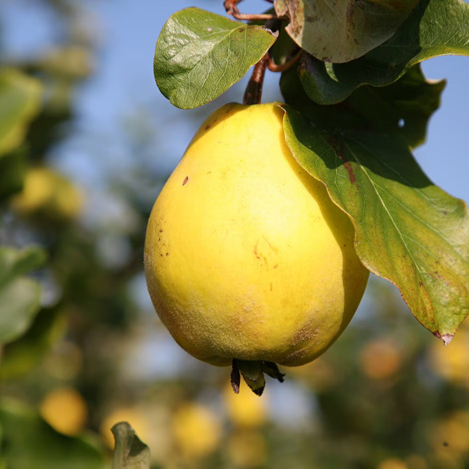 Yellow Cydonia Oblonga Tree Seeds Planting