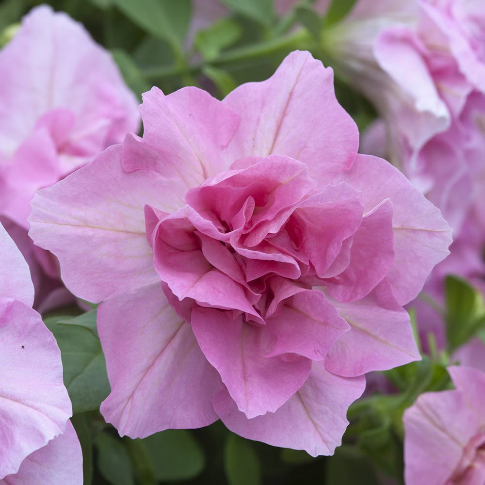 Premium Double Petunia Flower seeds for Planting Premium Quality, Heirloom & GMO Free Seeds for Home Garden seeds