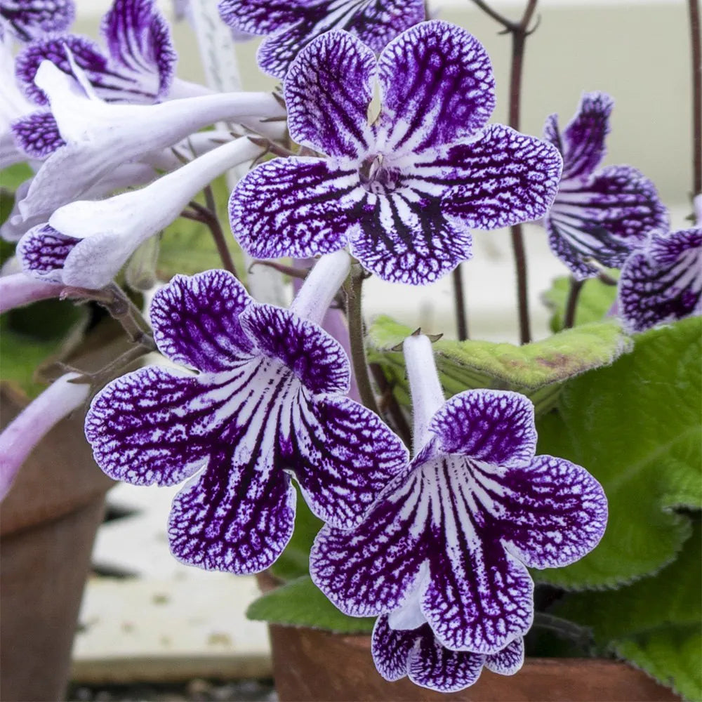 High quality Streptocarpus Flower seeds for Planting Low Maintenance, Heirloom & GMO Free Seeds for Home Garden seeds pack