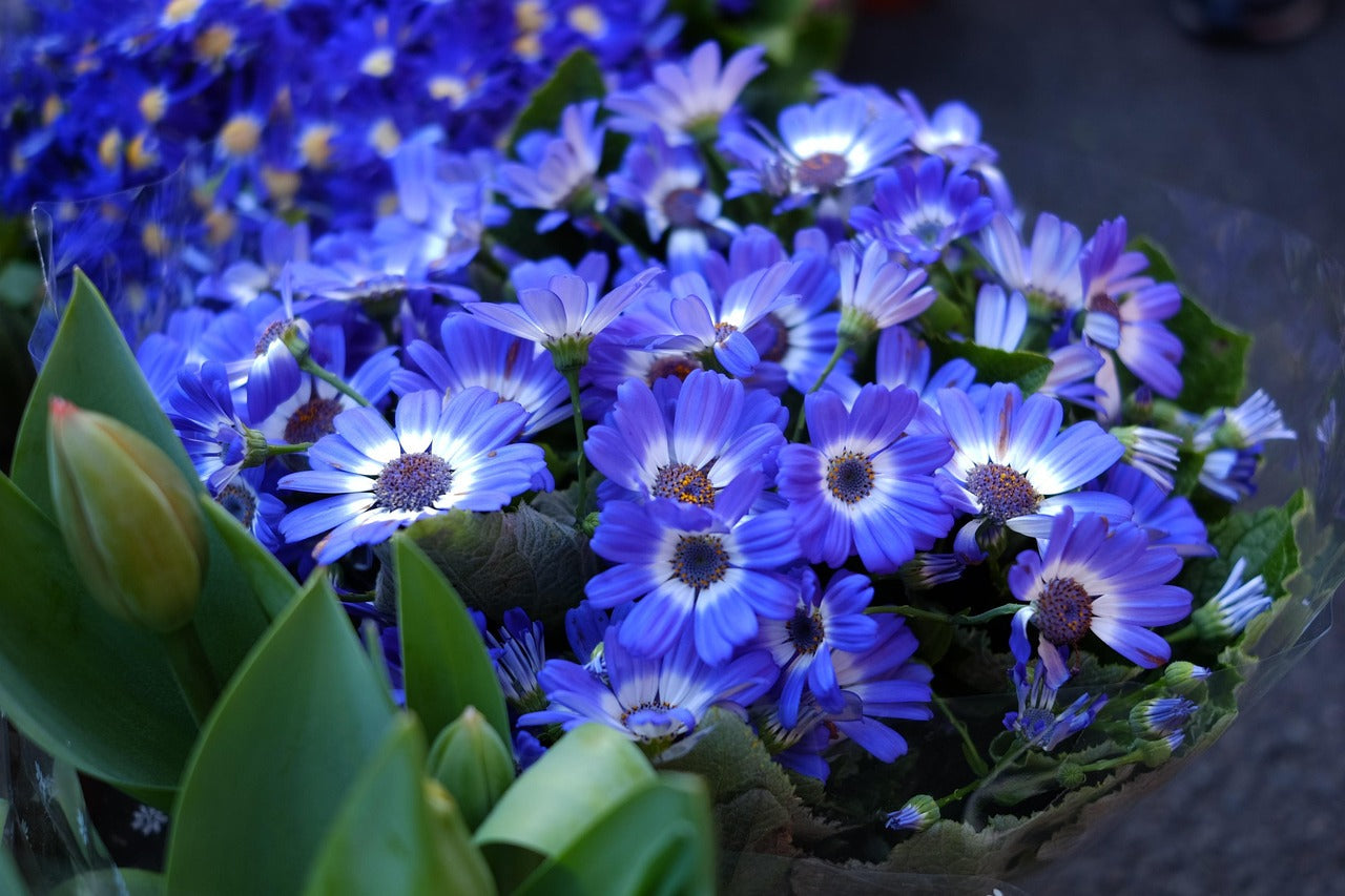 Blue Bellis Perennis Flower seeds for Planting Hardy Variety, Heirloom & GMO Free Seeds for Home Garden vegetable and garden seeds
