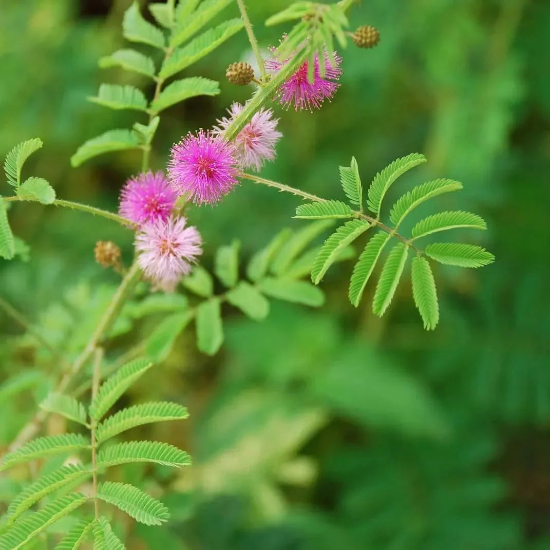 Premium Mimosa Flower seeds for Planting Sun Loving, Heirloom & GMO Free Seeds for Home Garden seeds